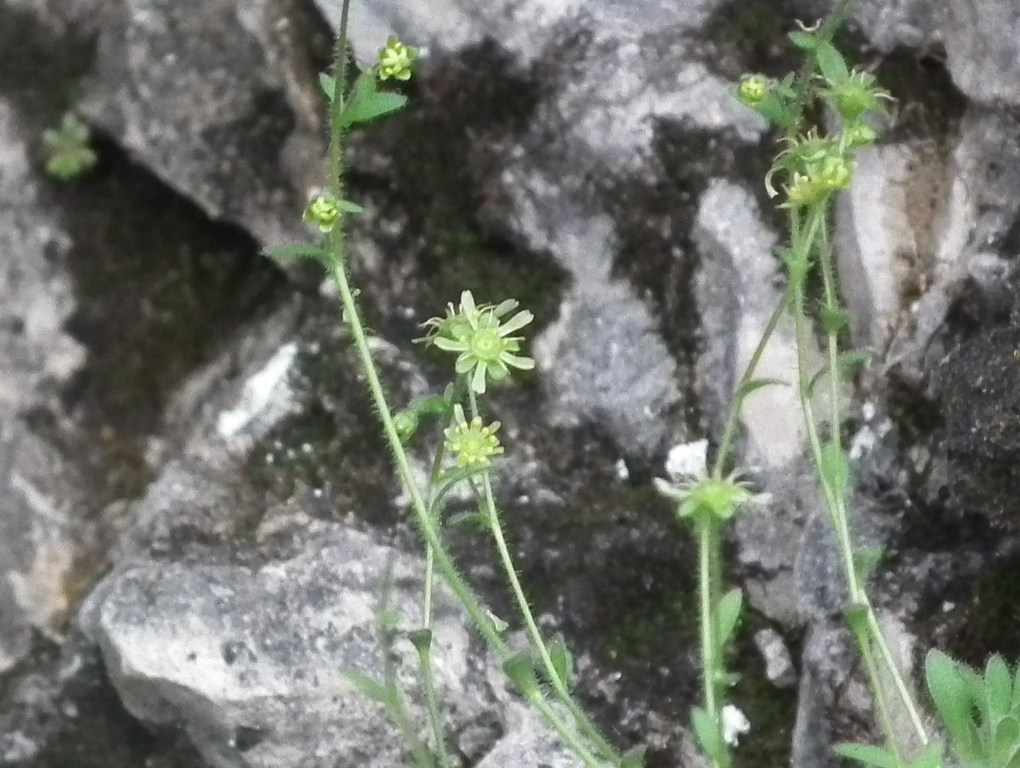 Saxifraga presolanensis / Sassifraga della Presolana